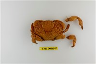 藏品(銅鑄熟若蟹)的圖片